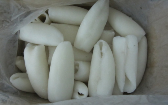 Cuttlefish - Latin name: Sepia Pharaonis & Sepia lycidas