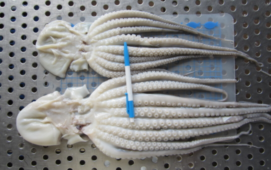 Frozen Cut Poulp Squid
