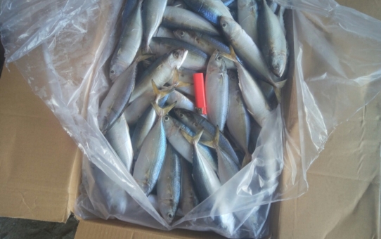 Indian Mackerel - Round Scad